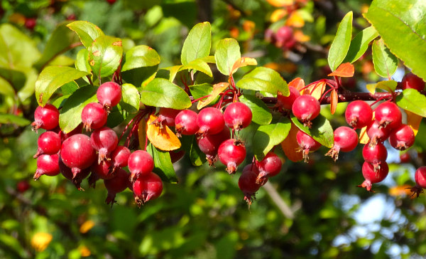 crabapples from flowering crabapple trees
