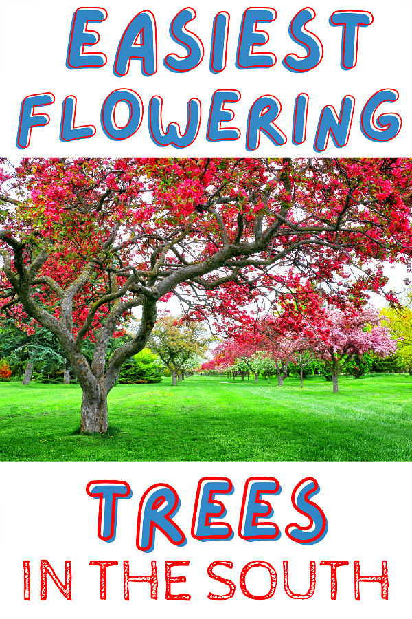 easiest flowering trees in the south: flowering crabapple trees!